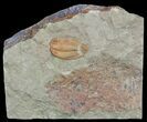 Orange Bathycheilus Trilobite - Zagora, Morocco #55144-1